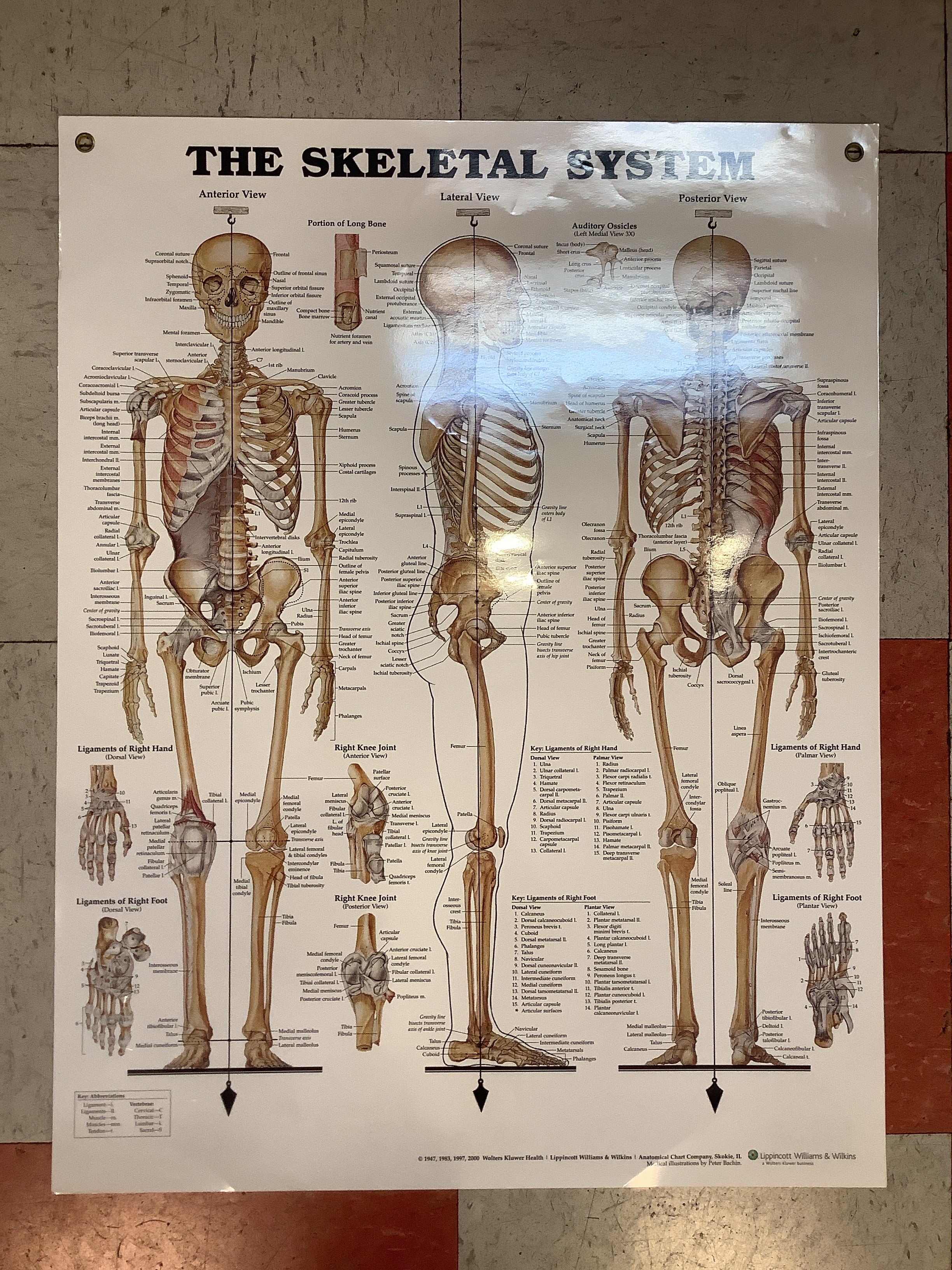 The Skeletal System (Poster)