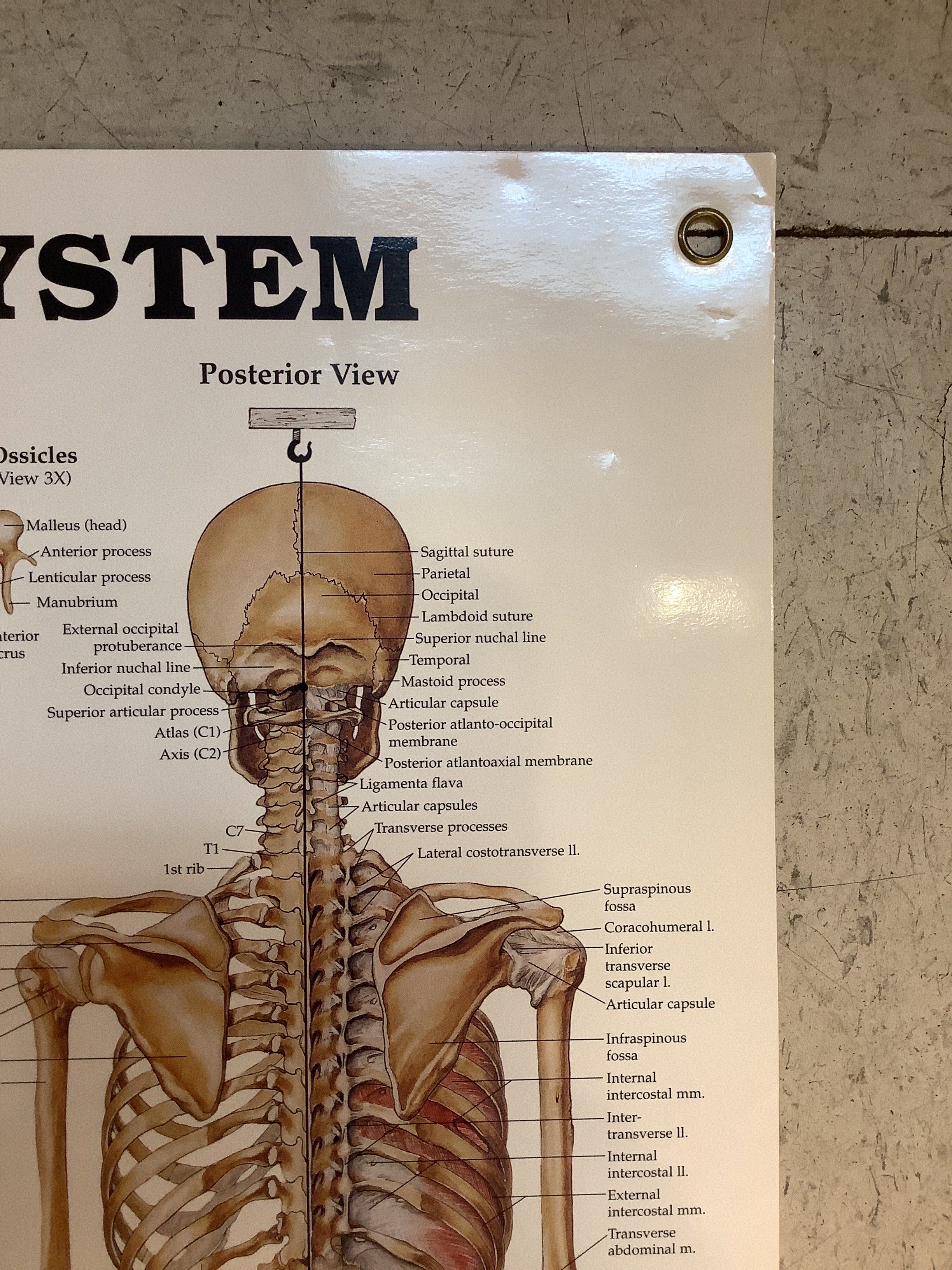 The Skeletal System (Poster) - Image 3