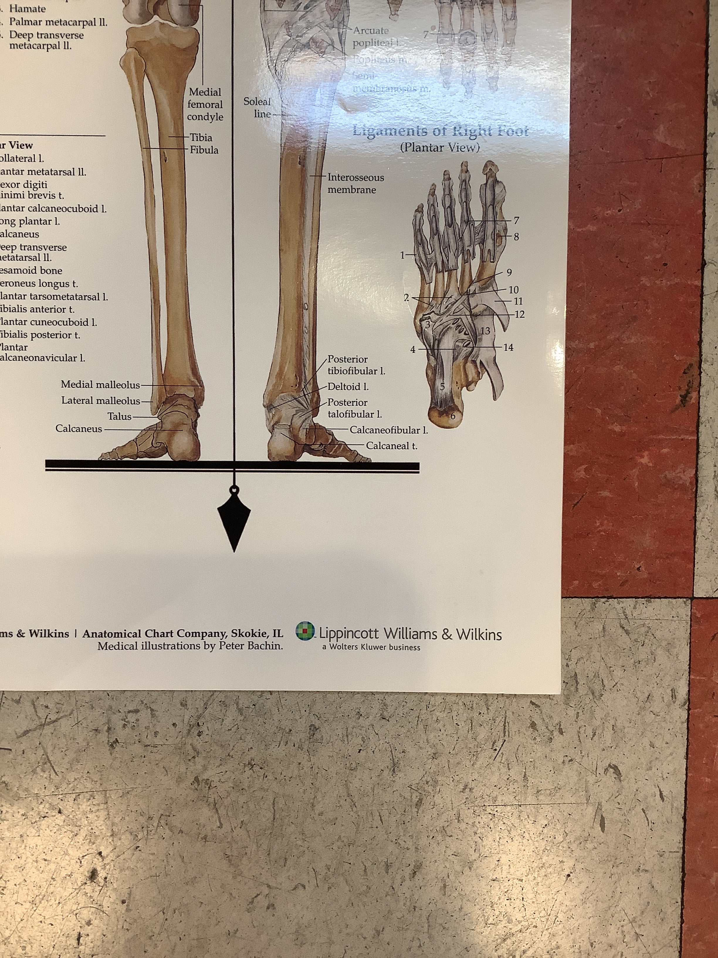 The Skeletal System (Poster) - Image 4