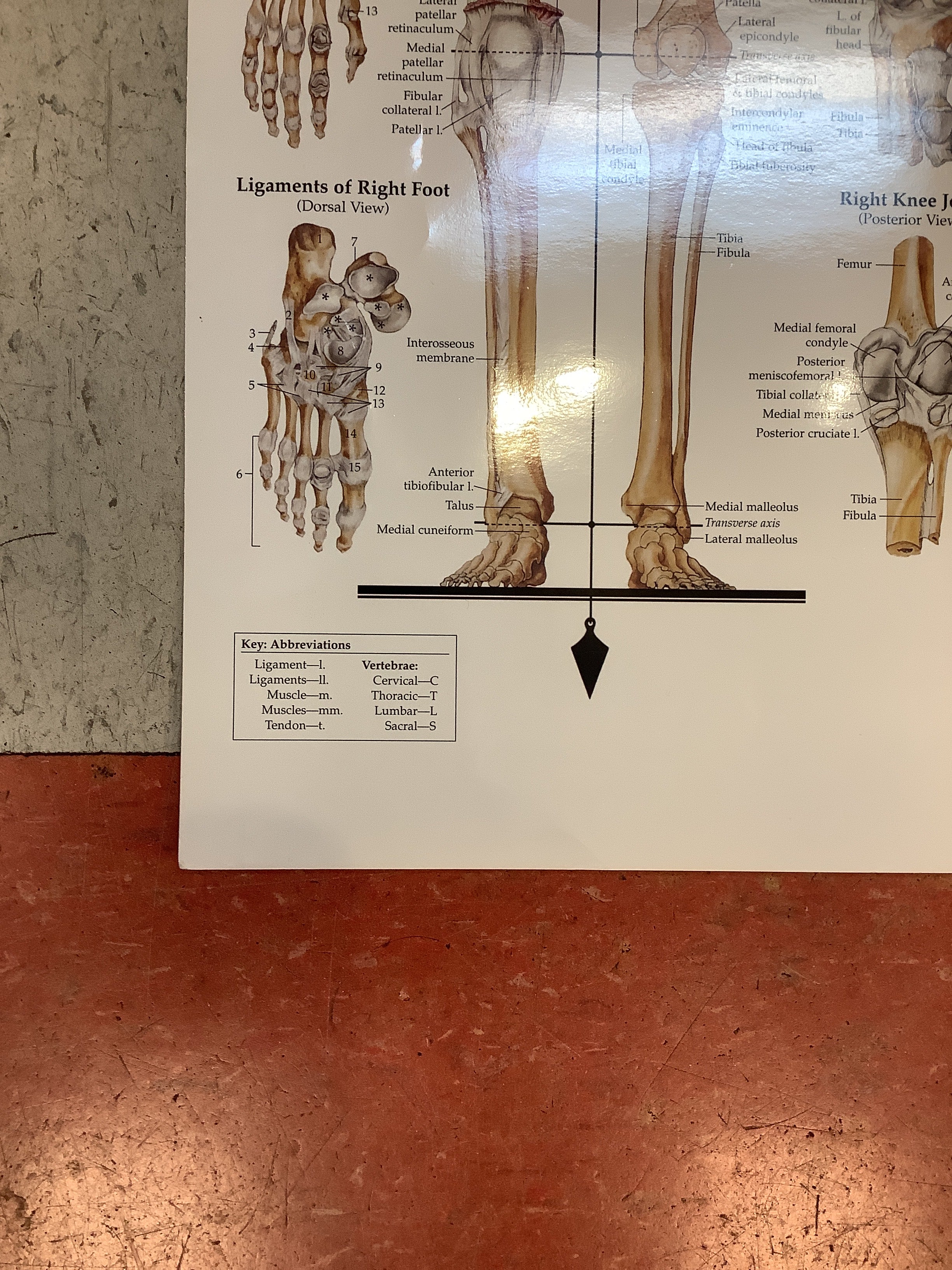 The Skeletal System (Poster) - Image 5